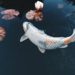 37 Garden Pond Ideas That Actually Work (Without Draining Your Wallet)