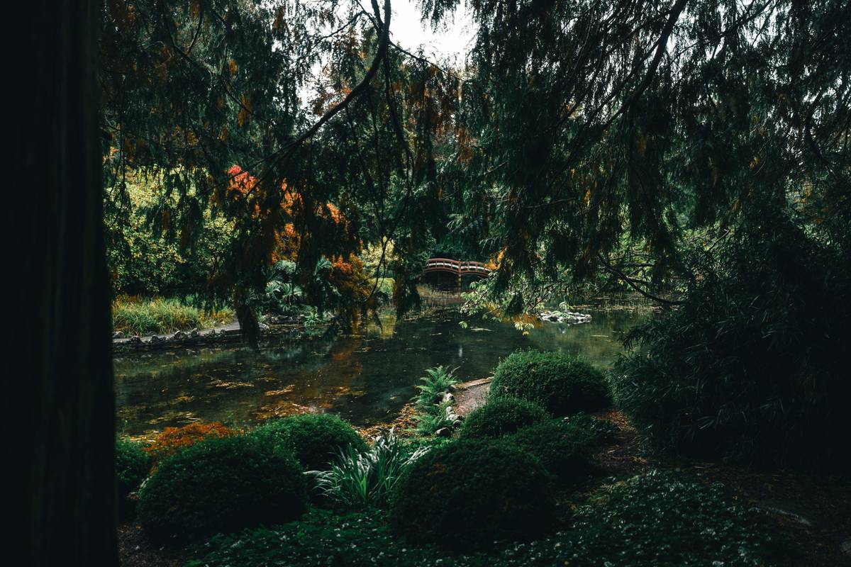 large pond landscaping ideas showing integrated bog filter and native plant zones