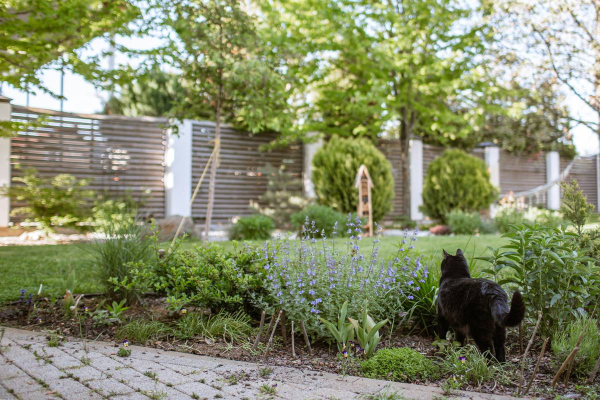 Naturalistic garden pond landscaping ideas with lava rock biofiltration and native wetland plants