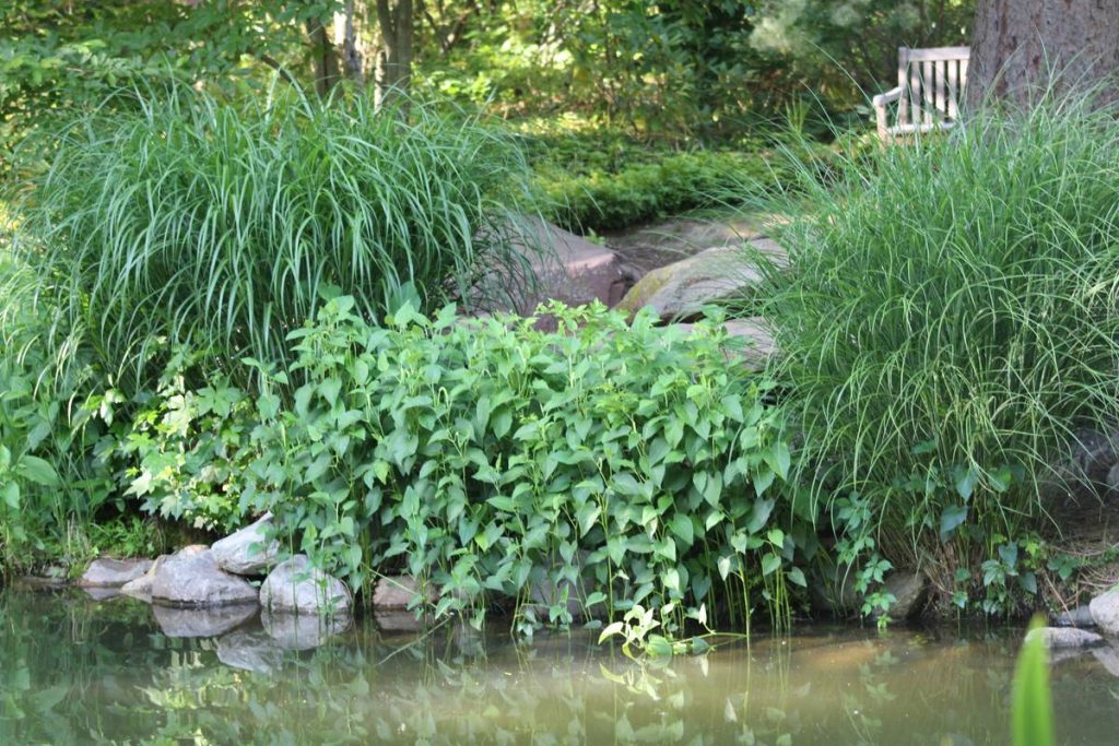 Pond Ideas for Yard That Actually Work—Without Draining Your Wallet