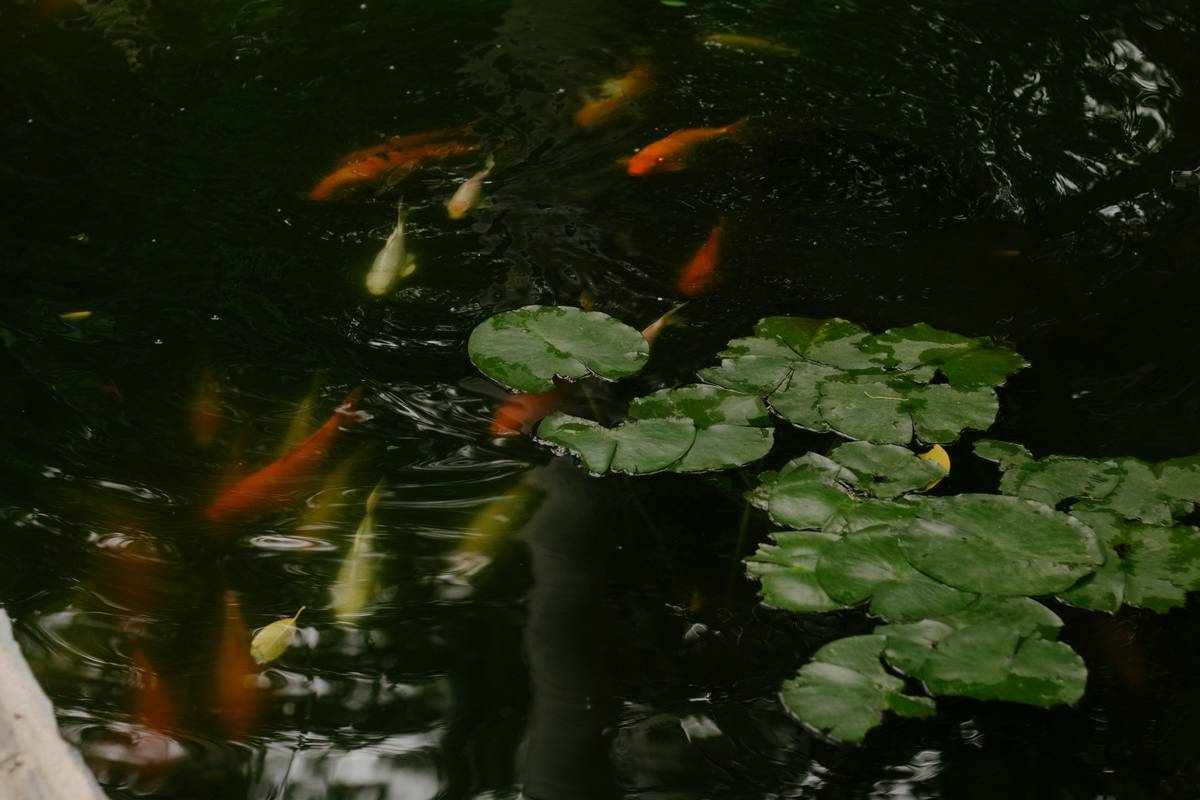 landscaping feature garden pond how to installation with rocks and marginal plants