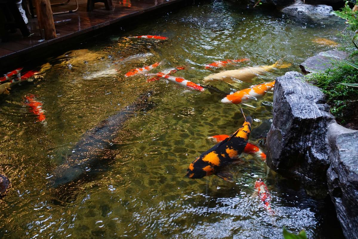 Garden Design Ideas With Pond: 7 Proven Tips to Avoid Costly Mistakes