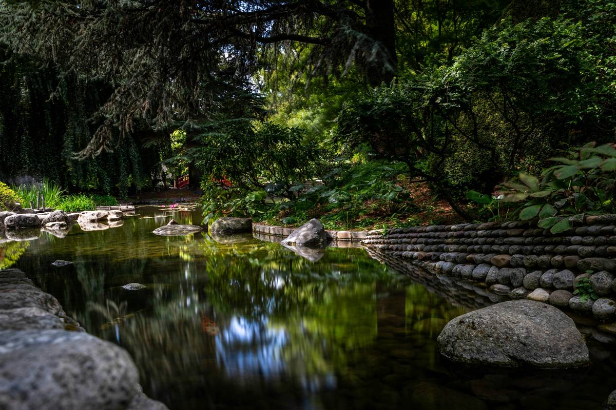 Comparison of natural vs chemical methods to show how to keep a pond healthy sustainably