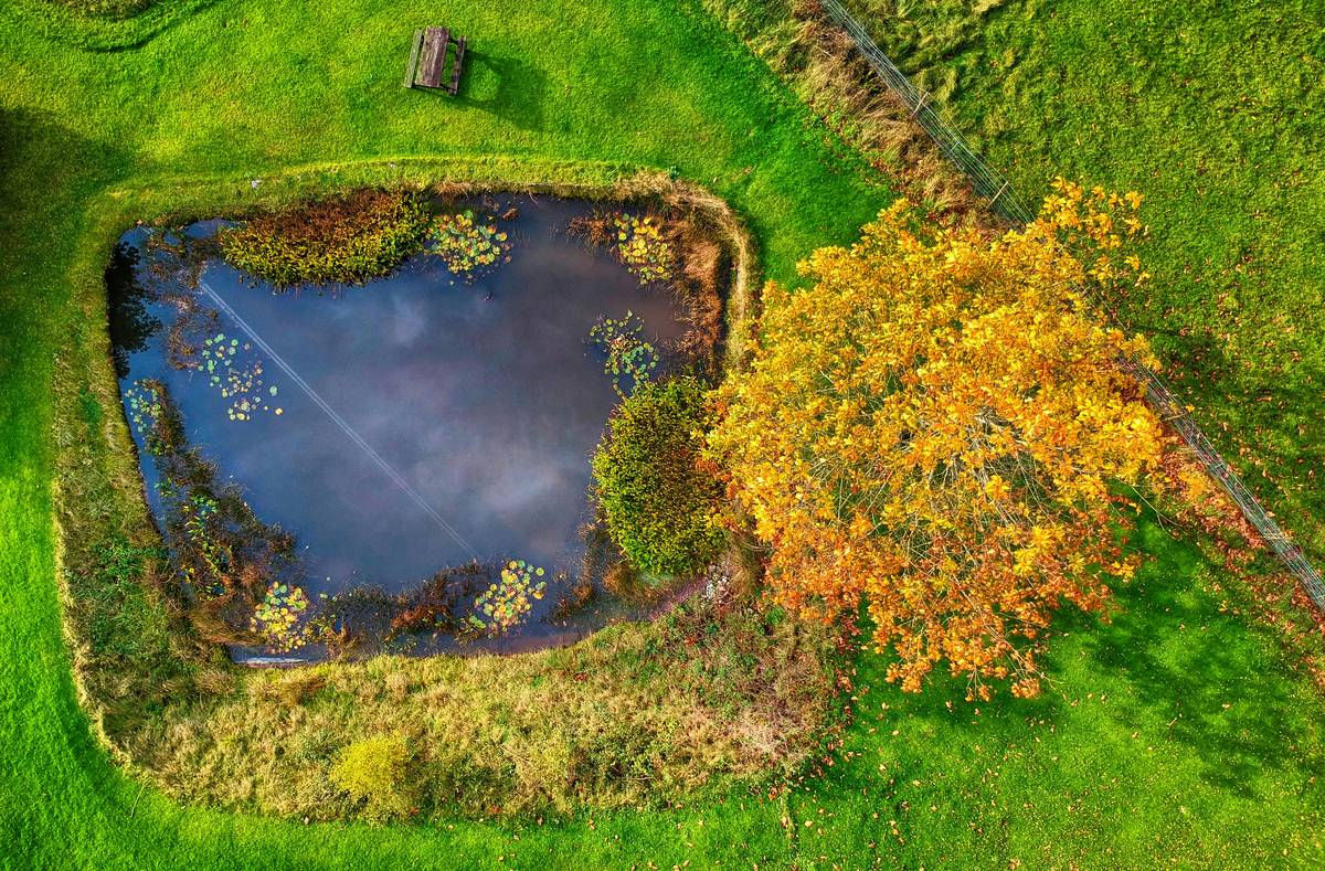 How to Keep a Pond Healthy: The No-BS Guide for Homeowners Who Hate Algae Blooms
