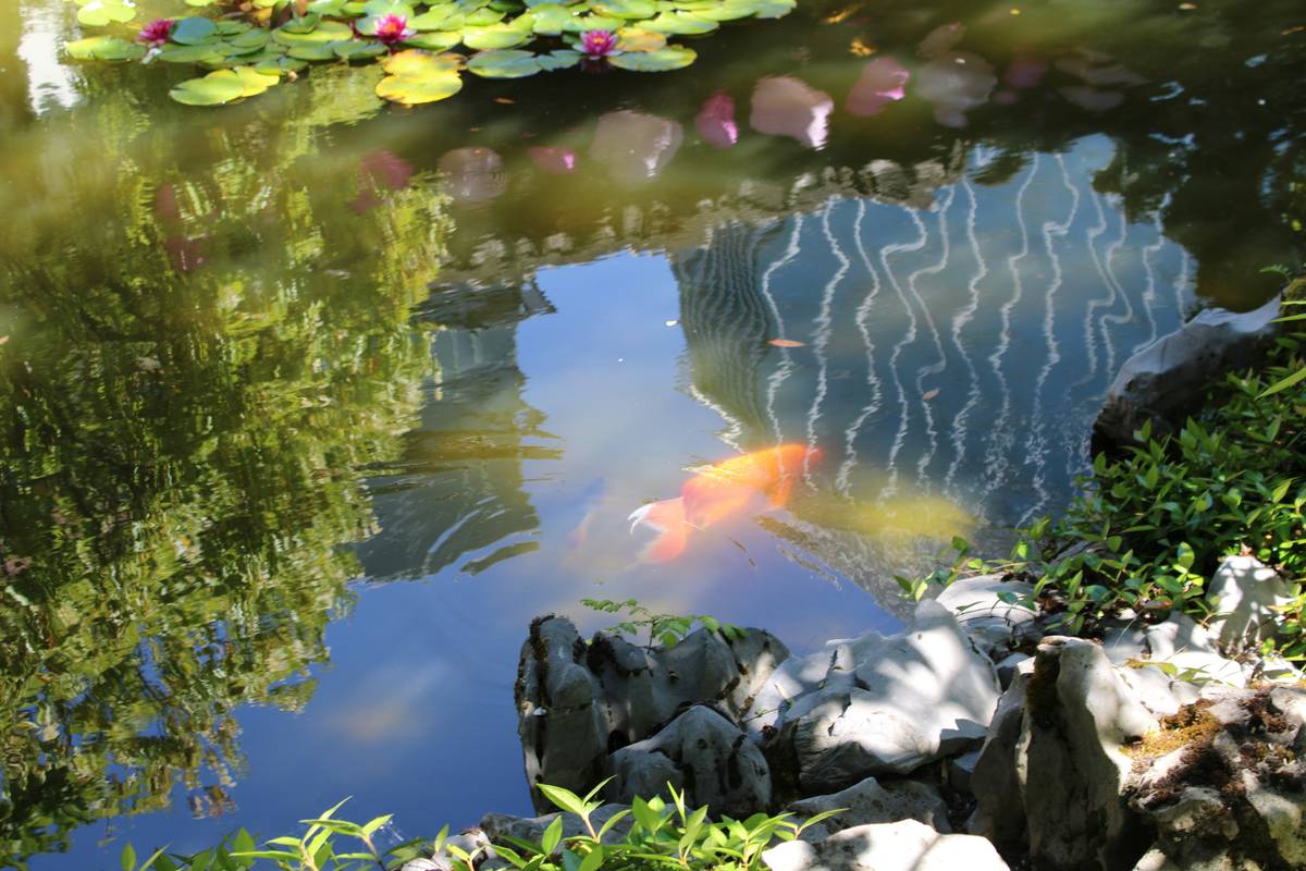 natural-looking pond designs for gardens with water lilies and stone edging