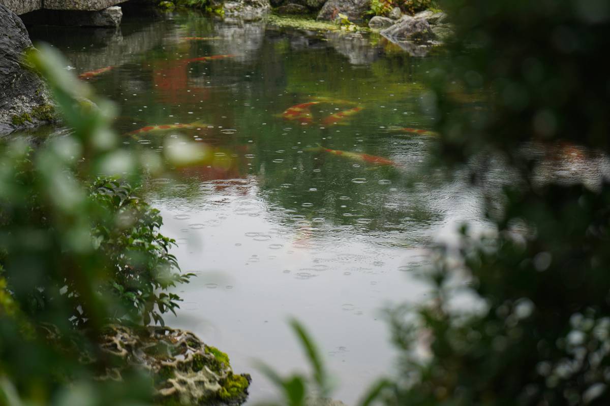 garden design ideas with pond featuring a natural-edge pond surrounded by irises, rocks, and water lilies