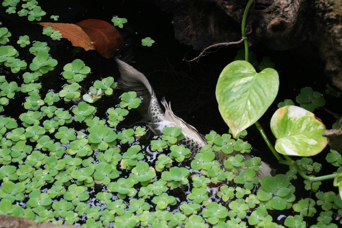 Outdoor Design Garden Pond How To: 7 Proven Steps to Avoid Costly Mistakes