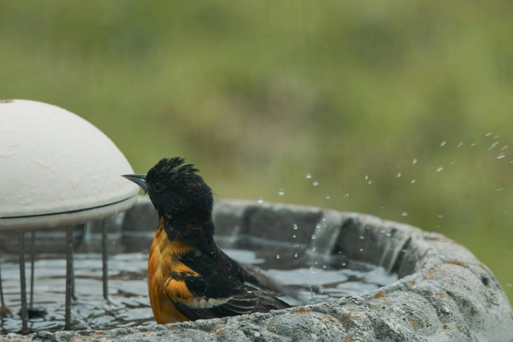 Pond Designs for Gardens That Actually Work — Without Draining Your Wallet or Sanity