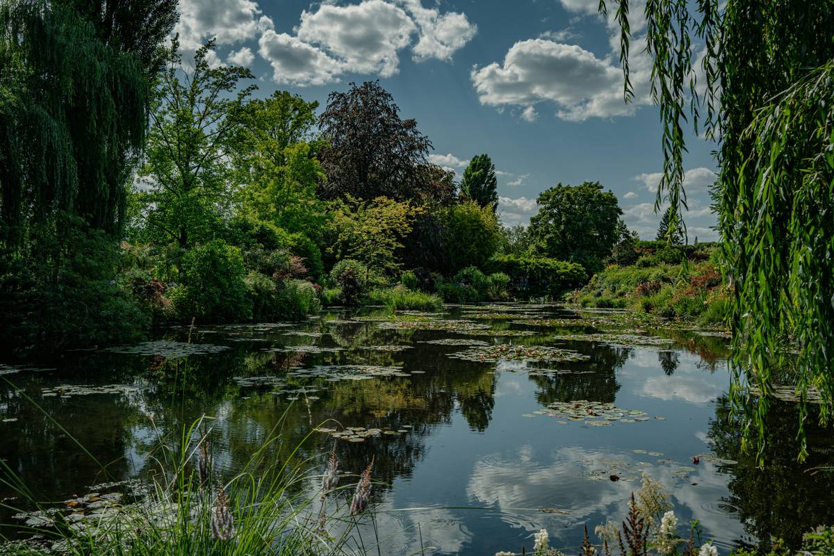 benefits of having a pond illustrated by a thriving ecosystem with clear water and diverse aquatic life