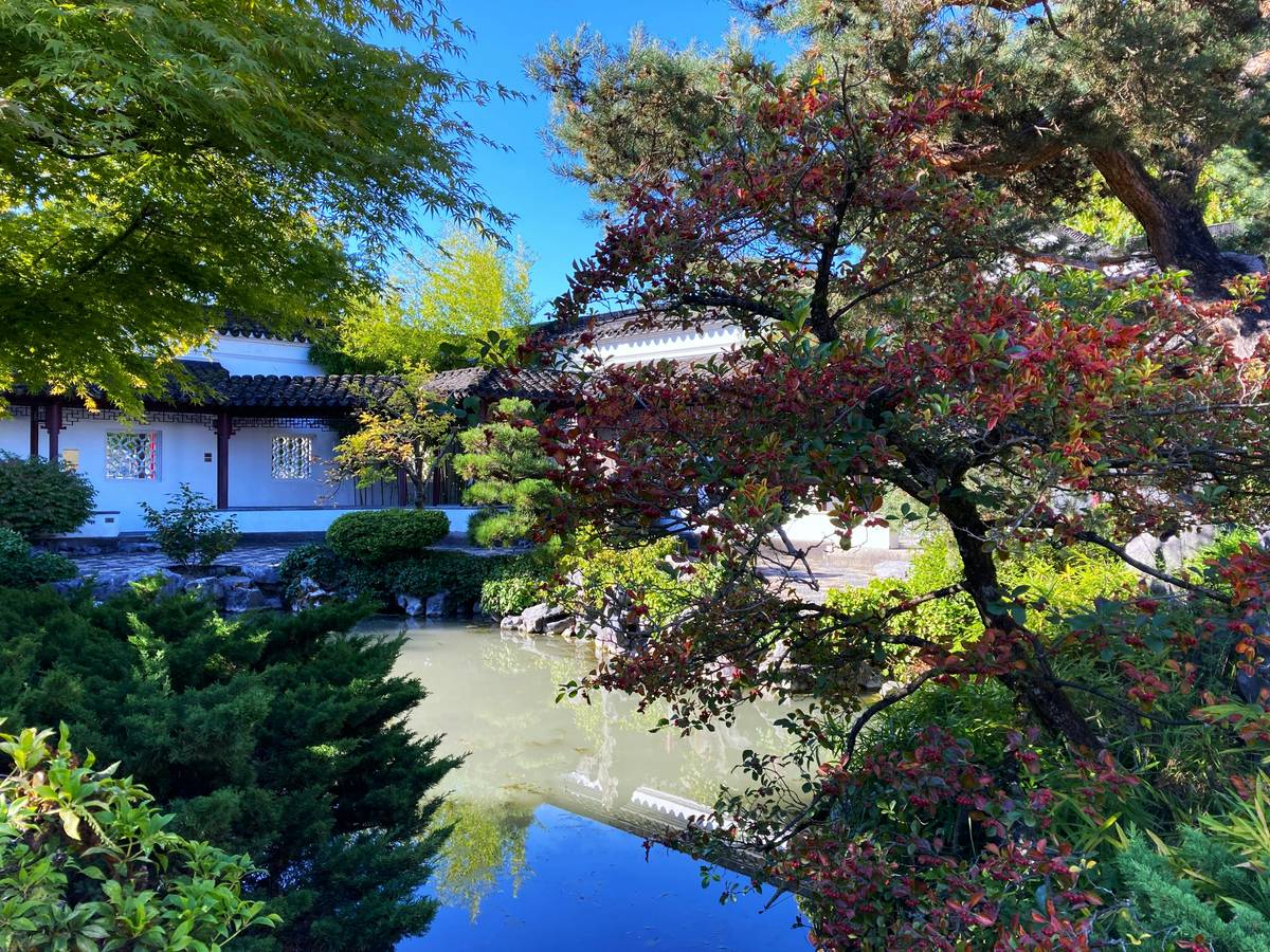Compact backyard with thriving garden ponds for small gardens featuring dwarf lilies and a small fountain