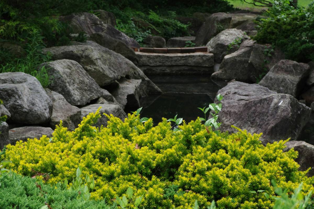 step-by-step installation of pond designs for gardens showing liner and plant placement