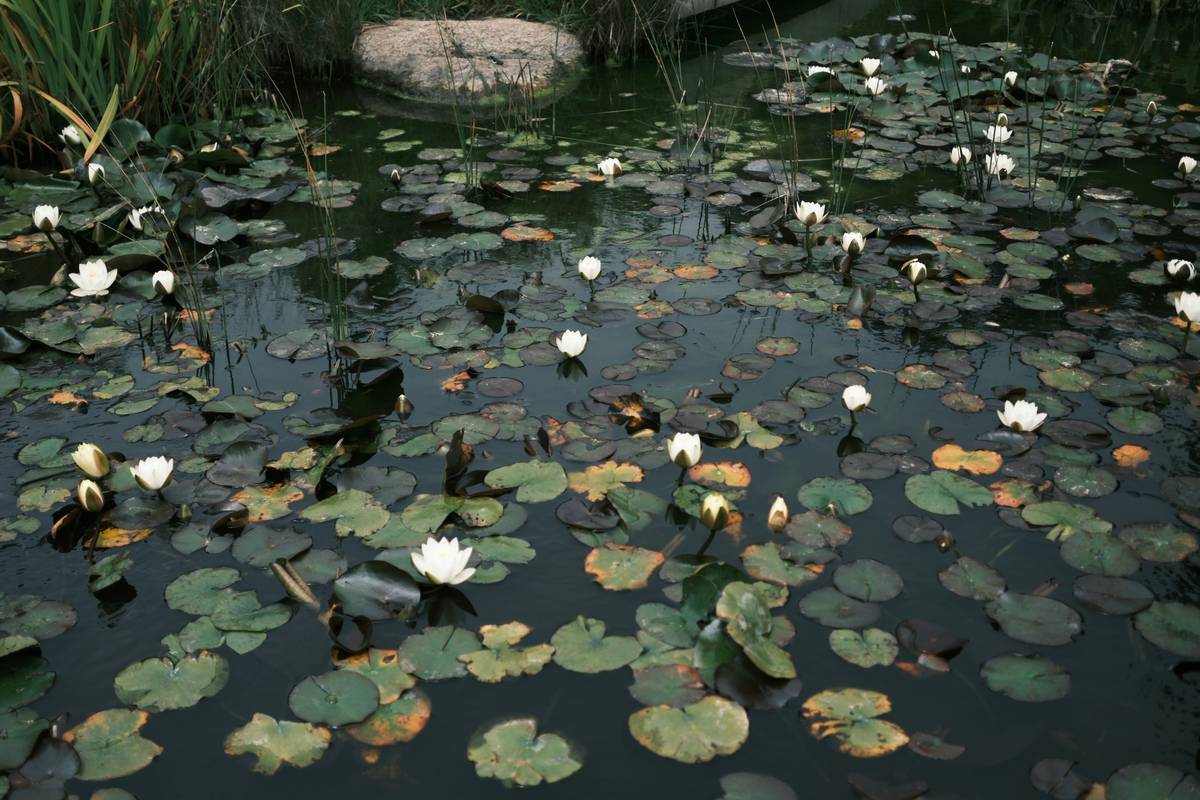 Building a Pond in Your Garden: 7 Proven Tips to Avoid Costly Mistakes