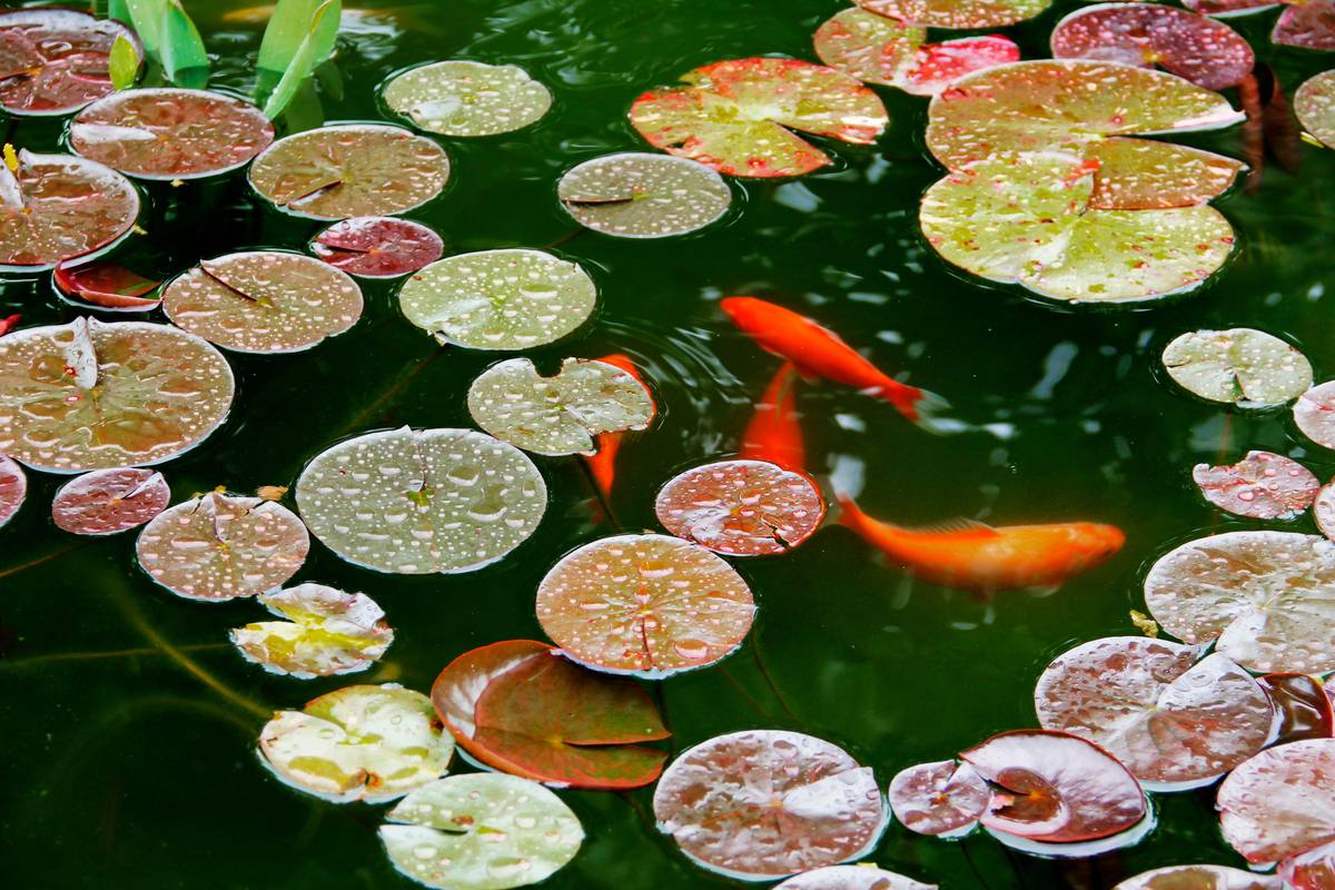 Garden Design With Pond: 7 Proven Tips to Avoid Costly Mistakes
