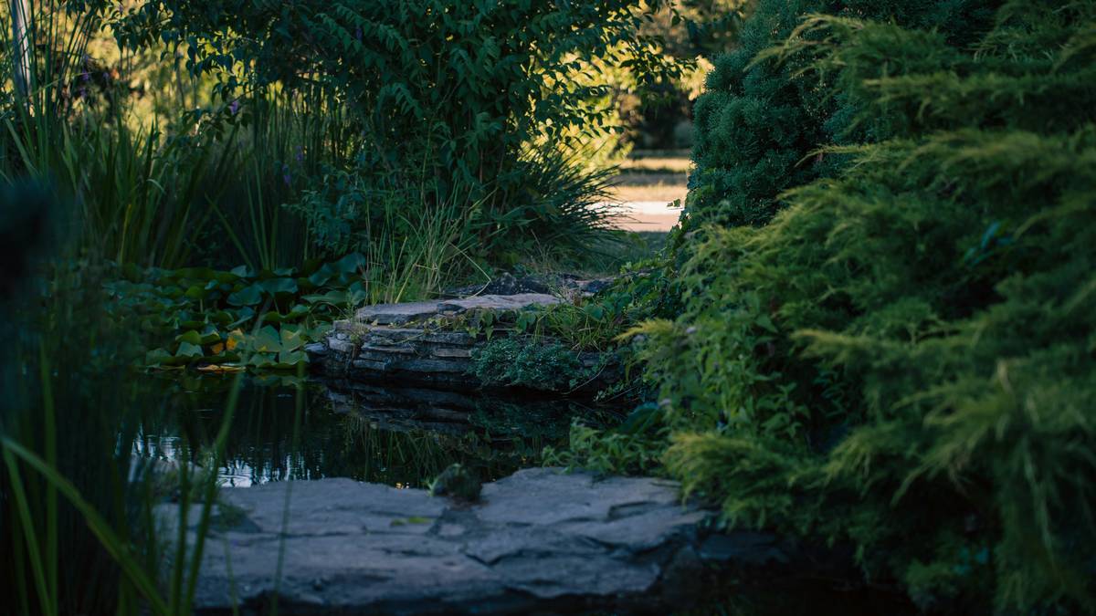 building a garden pond with stone edging and water lilies