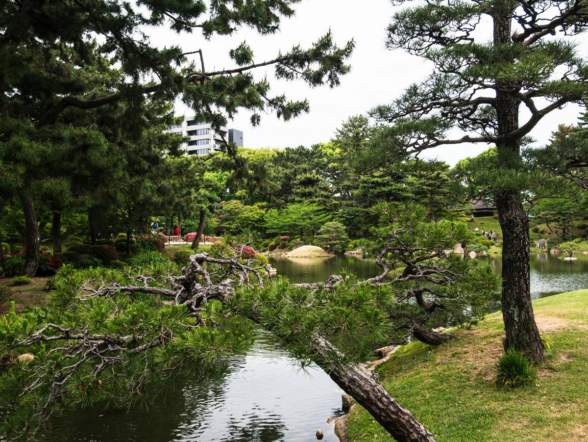 ideas for raised ponds featuring a wooden-frame pond with stones and water lilies