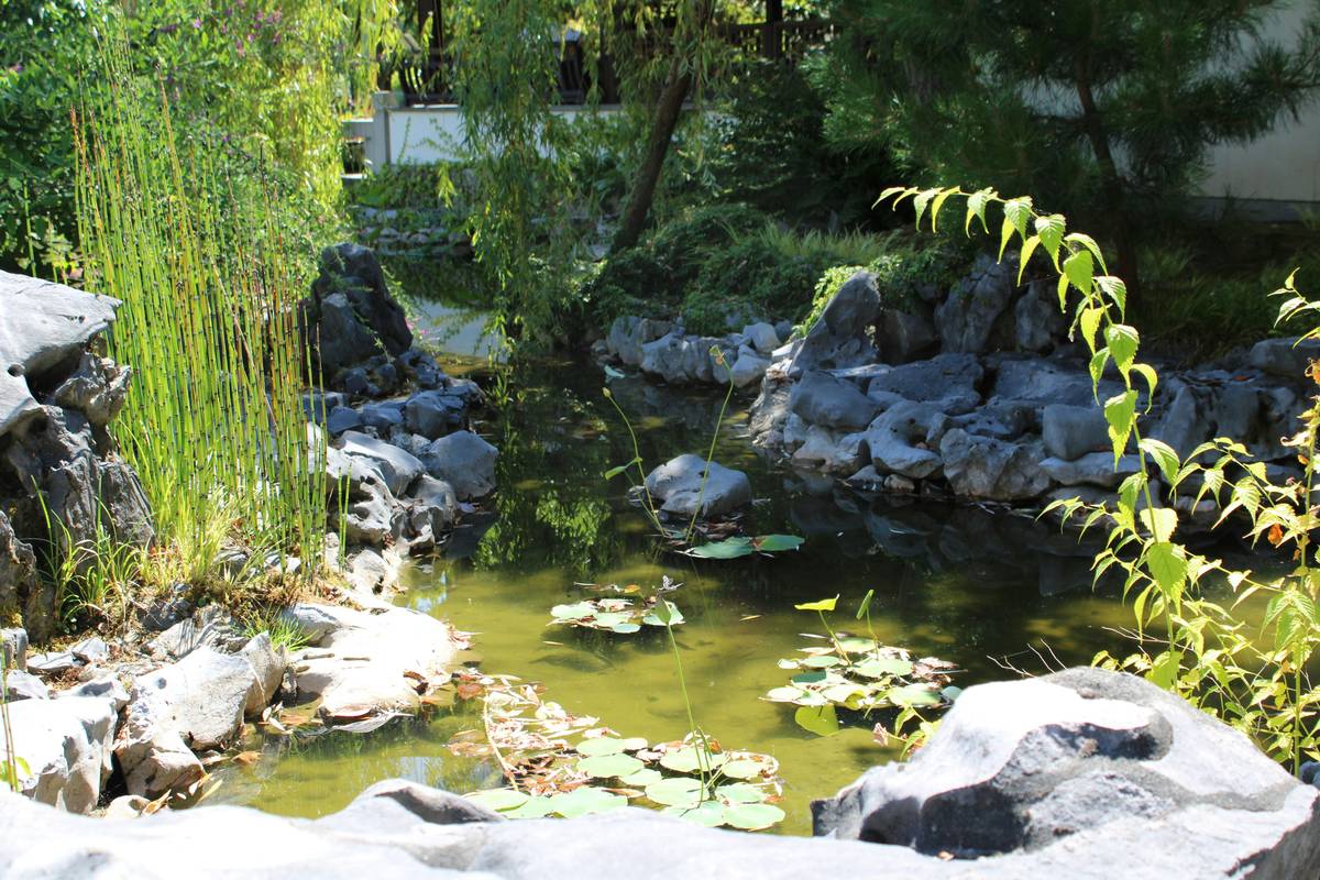 Ideas for a Pond: 7 Proven Tips to Avoid Costly Mistakes