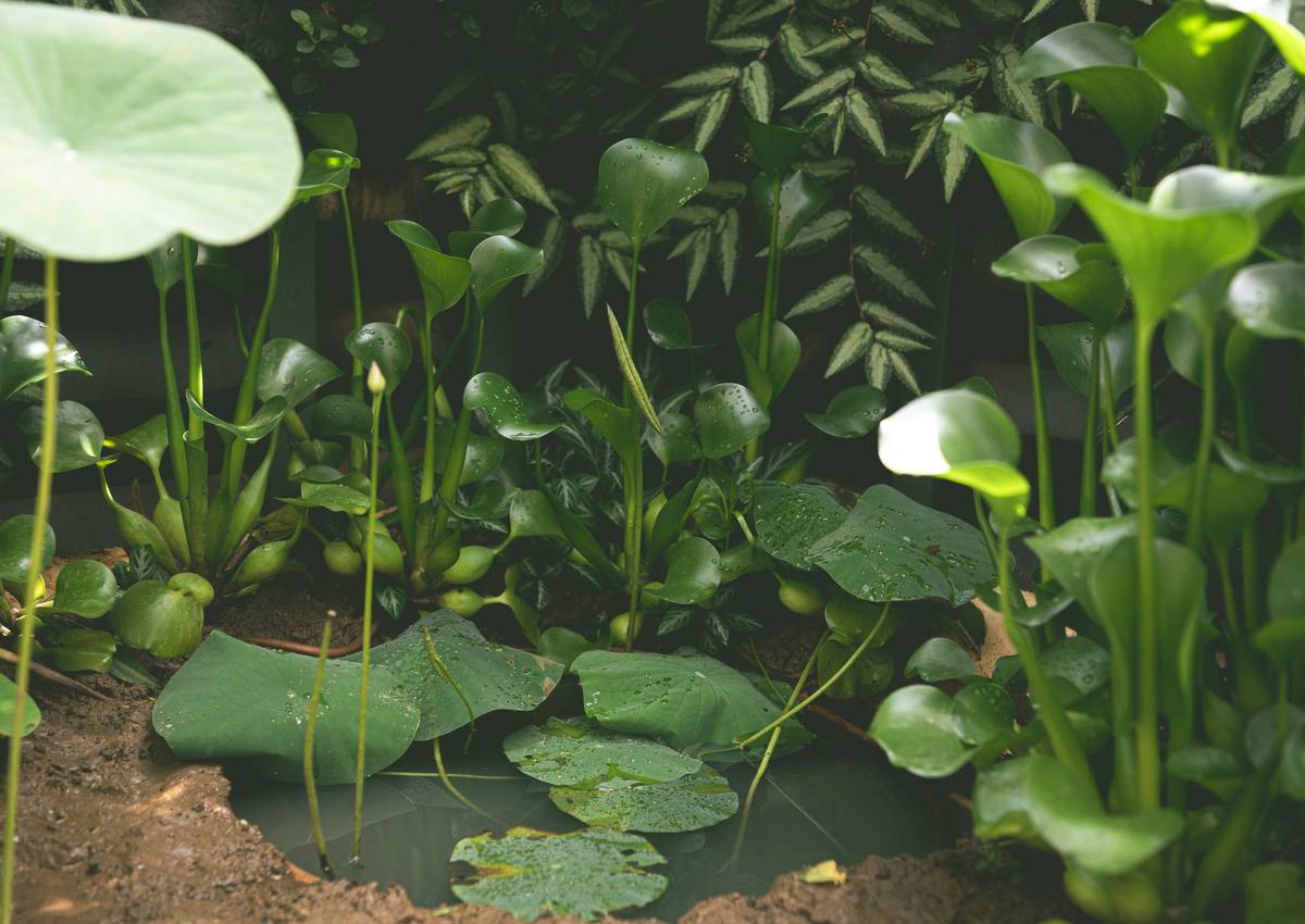 pond designs for small gardens featuring a compact pre-formed liner with dwarf water lilies and river rocks