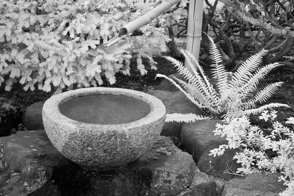 Pond Designs for Small Gardens: 7 Proven Tips to Avoid Costly Mistakes